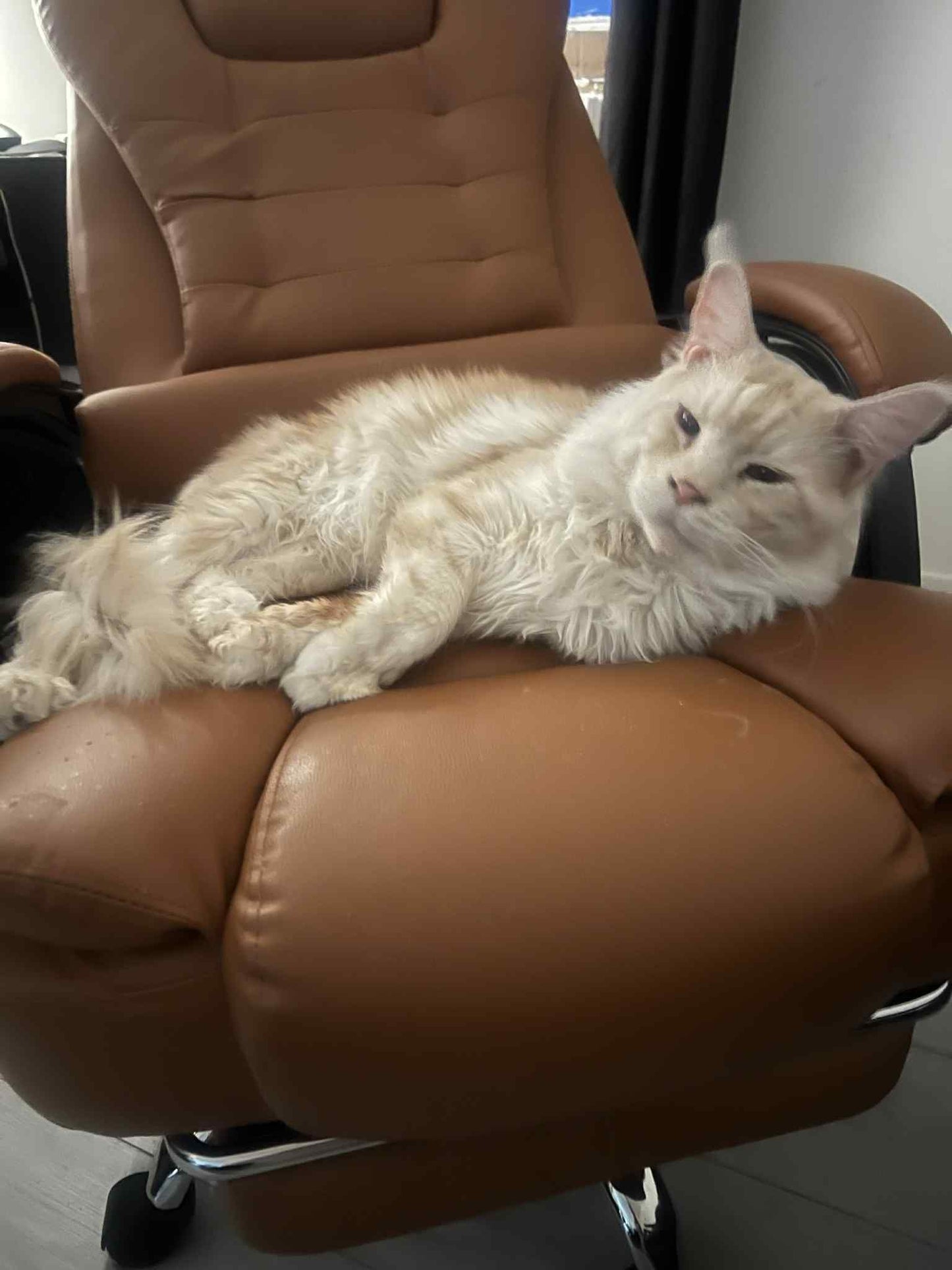 Chaton Maine Coon - Femelle - Black Silver Tabby NS22 - Prête le 26 Septembre 2025