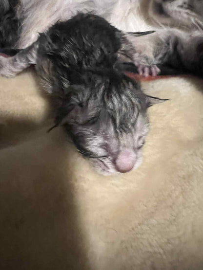 Chaton Maine Coon - Femelle - Black Silver Tabby NS22 - Prête le 26 Septembre 2025