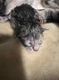 Chaton Maine Coon - Femelle - Black Silver Tabby NS22 - Prête le 26 Septembre 2025