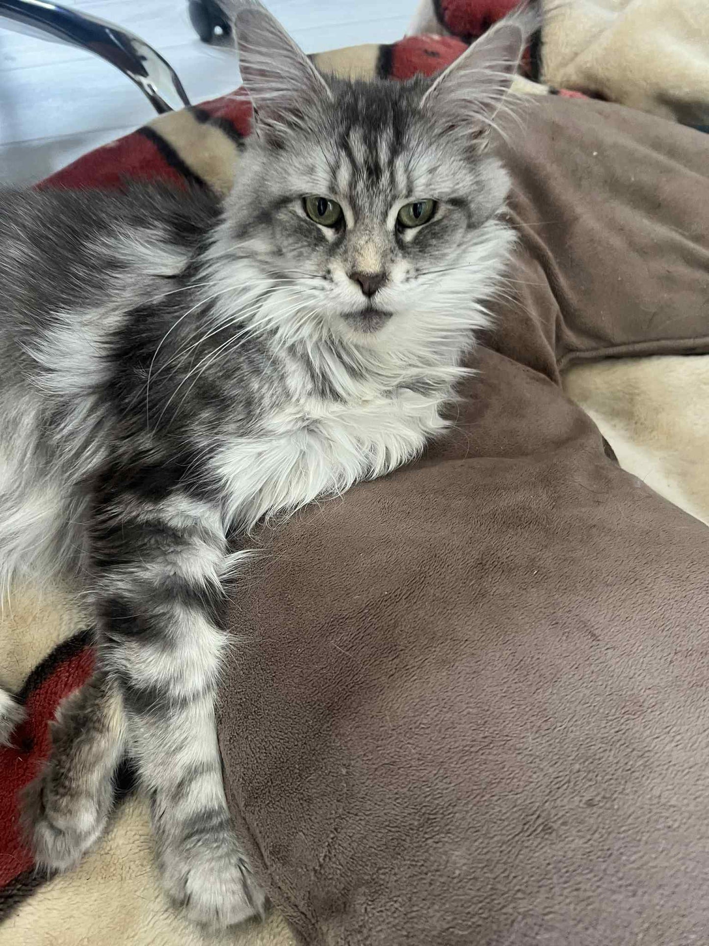 Chaton Maine Coon - Femelle - Black Silver Tabby NS22 - Prête le 26 Septembre 2025